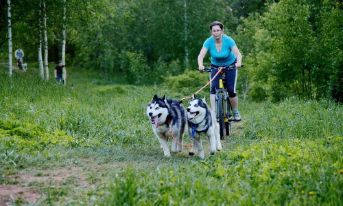 В выходные в Кирове пройдут собачьи гонки