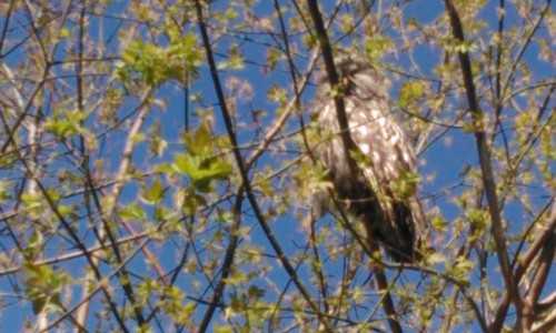 В центре Кирова видели большую сову