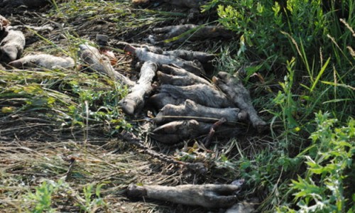 В Кировской области выявлены три бесхозных скотомогильника