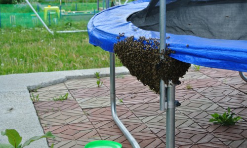 В сад кировчан прилетел рой пчел, чтобы пережить плохую погоду