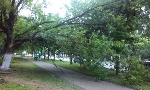 В Кирове рядом со школой нависло сломанное дерево, которое может упасть на прохожих