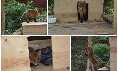 У  лисенка, которого подобрали кировчане, нашлись хозяева