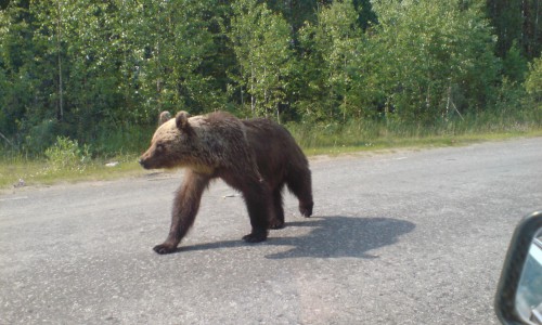 В Кировской области на трассе сбили медвежонка