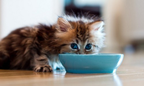 Правильный сухой корм для кошки - залог ее здоровья