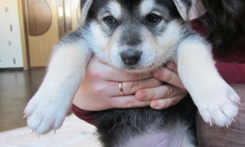 В Кирове мужчина выбросил щенка с восьмого этажа на глазах ребенка