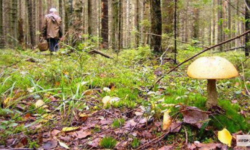 Пропавший в Кировской области грибник найден мертвым