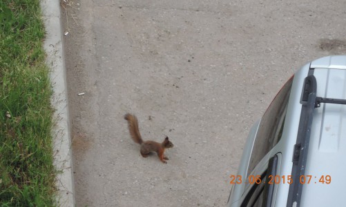Видео: в микрорайоне Чистые пруды на парковке бегает белка