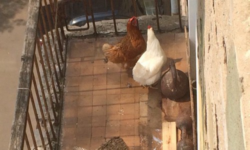 В Кирове пенсионерка сделала из своей квартиры курятник