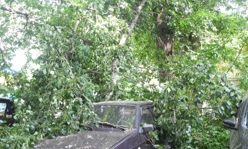 В Кирове ветка упала на припаркованный автомобиль: на лобовом стекле появилась трещина