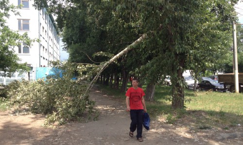 В Кирове над тротуаром нависло сломанное дерево