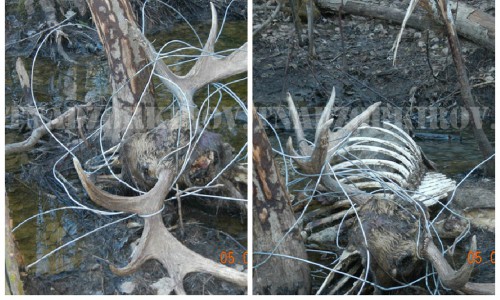 Фото: в Кировской области запутался в проводах и погиб лось