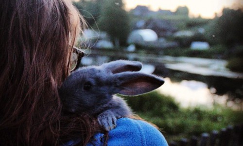 Четверг в Кирове: подстриженный кот, кролик на плече и туристы в городе