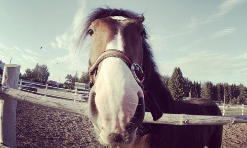 Пятница в Кирове: суровые продавцы лука, акробат и конь