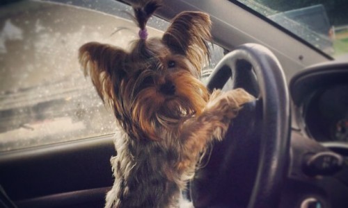 Понедельник в Кирове: рыбалка, русское поле, злой кондуктор и водитель - терьер