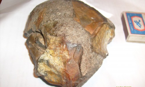 Кировчанин: «На набережной Вятки я нашел зуб динозавра»