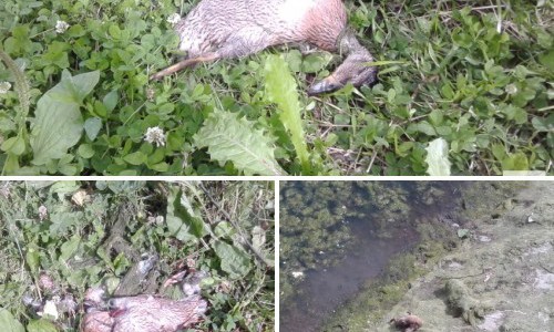 В парке у ДК Железнодорожников в пруду погибли утки с утятами (Фото не для впечатлительных)