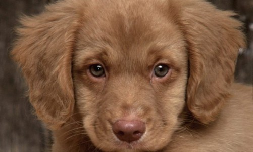 В Кировской области у домашнего щенка нашли бешенство