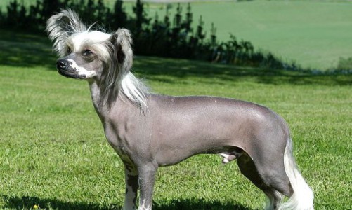 В Кирове участковые вернули хозяйке дорогого щенка