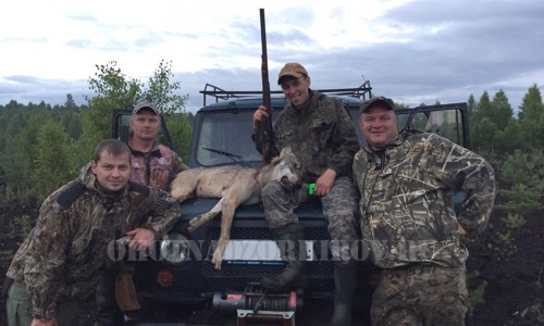 В Кировской области охотники подстрелили молодую волчицу