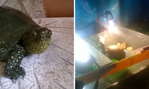 Кировчане нашли на дороге за Старым мостом европейскую черепаху