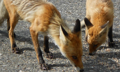 Новые случаи бешенства: из-за опасной болезни в Кировской области убили двух лисиц и барсука