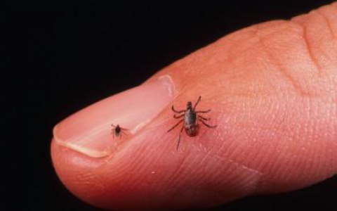 Полис РГС «Защита от клеща» в центре «Лайт»