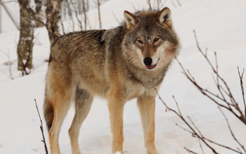 Волки атакуют жителей Рудничного в то время, как охота на хищников закрыта