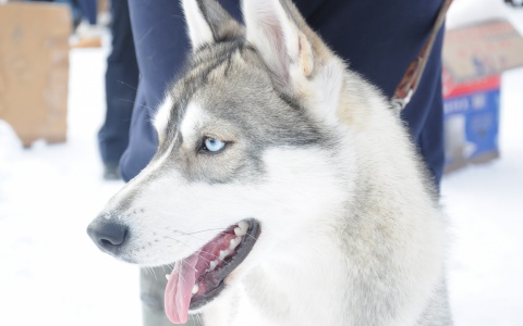 В Кировской области от бешенства умерла хаски