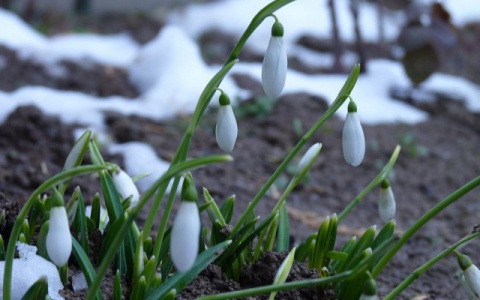 Прогноз погоды: какой будет рабочая неделя в Кирове?