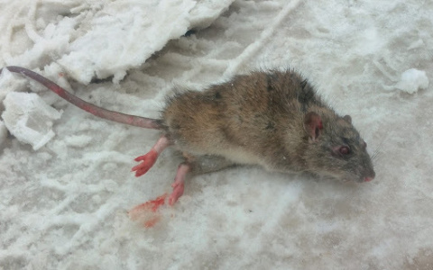 В Кирове очевидцы сфотографировали крысу-мутанта