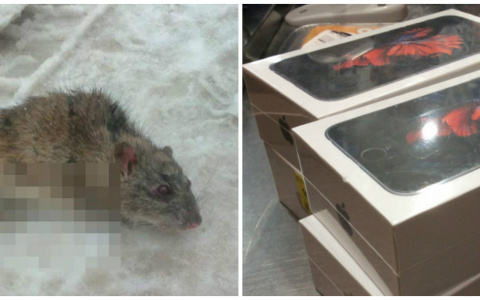 Что обсуждают в Кирове: крыса-мутант и кража 20 iPhone