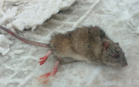 В Кирове Роспотребнадзор проверит крыс-мутантов на Центральном рынке