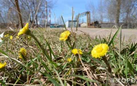 В Кирове ожидается потепление до +19