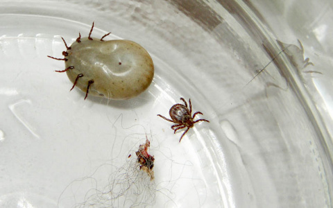 В Кировской области количество пострадавших от укусов клещей растет