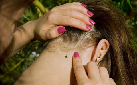 Более 80 человек обратились в центры «Лайт» после укуса клеща