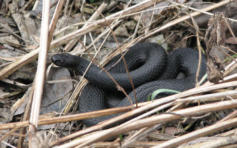 В Кирове у базы отдыха мужчину укусила гадюка
