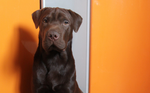 В Нововятске на детской площадке собака укусила ребенка