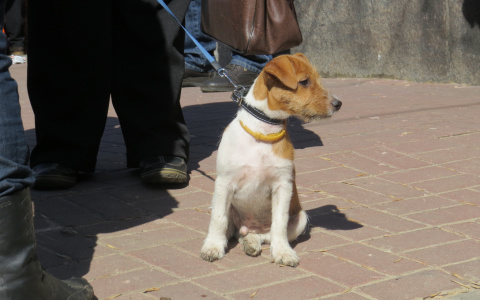 В Кирове домашний щенок заболел бешенством