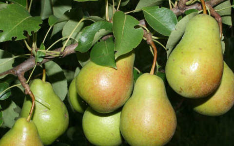 Где купить качественные саженцы?