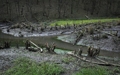 В Кировской области найдено тело 28-летнего парня