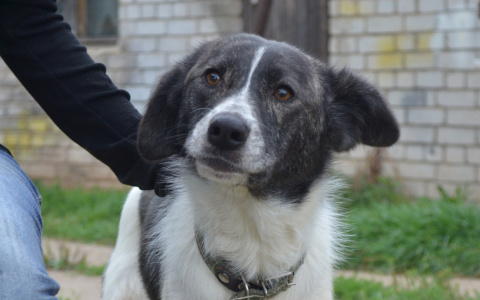 В Кирове после заражения щенка бешенством пройдет вакцинация животных