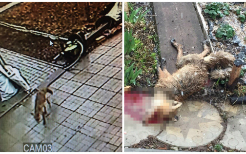 В Порошино нашли труп бешеной лисы