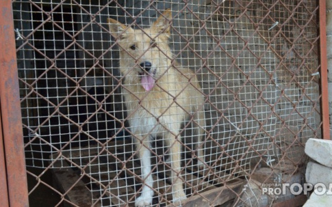 Новости России: хозяйская собака изуродовала лицо ребенку