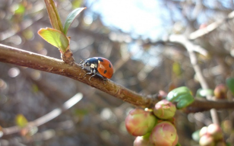 В Кировской области ожидается вторая волна потепления