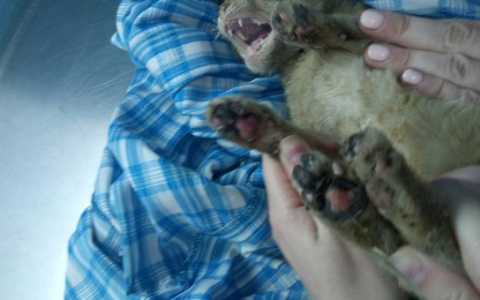 В Кирове мошенники наживаются на изуродованных животных?