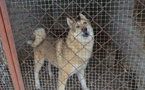В Кирове зафиксированы новые случаи бешенства и птичьего гриппа