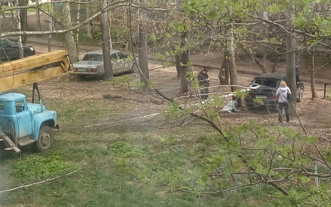 В Кирове ветка аварийного дерева разбила окно автомобиля