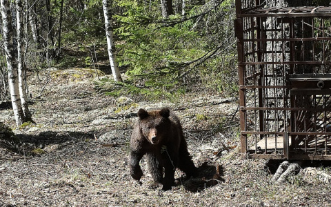 В Кировской области спасенного зимой медвежонка выпустили на волю