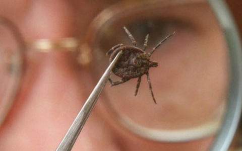 В Кировской области появился первый заболевший клещевым энцефалитом