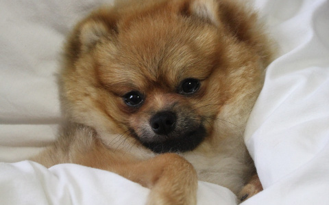 Проверка слухов: в Кирове у кинотеатра "Октябрь" повесили шпица